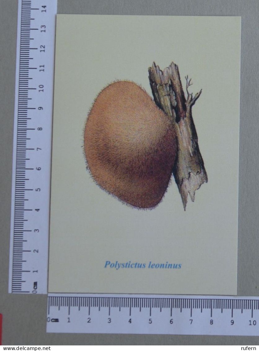 POSTCARD  - POLYSTICTUS LEONINUS - CHAMPIGNONS - 2 SCANS  - (Nº59056) - Mushrooms