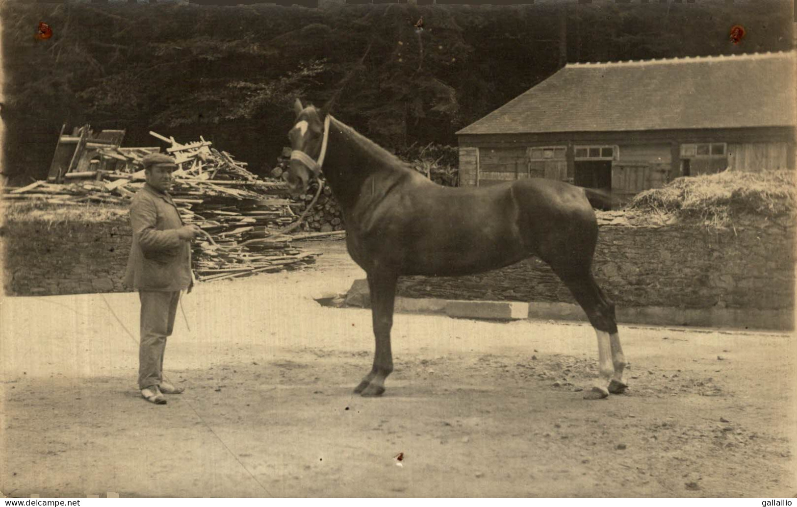 CARTE PHOTO BEAU CHEVAL EN 1914 - Photographie