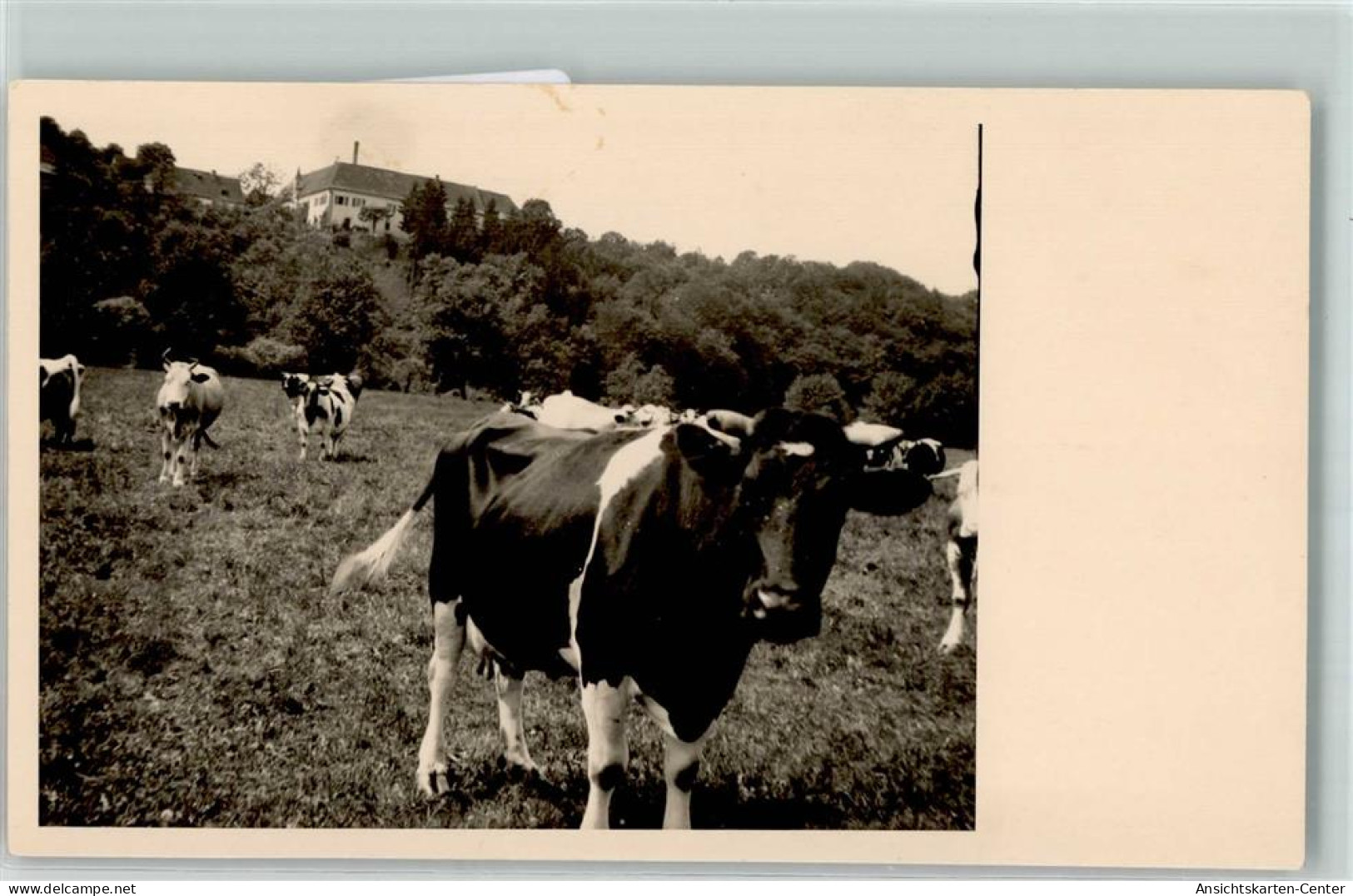 39159207 - - Cows