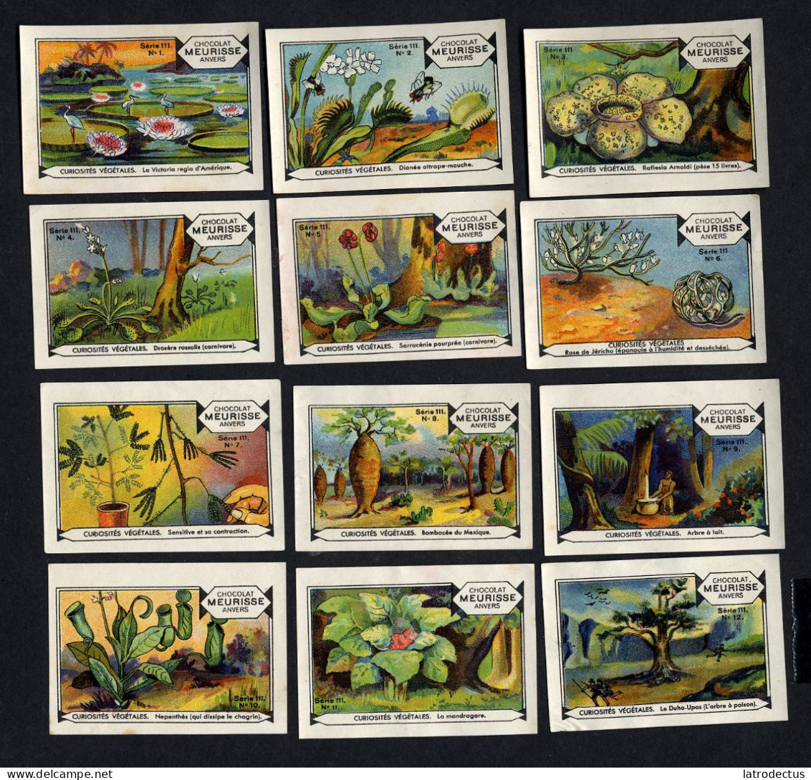 Meurisse - Ca 1930 - 111 - Curiosités Végétales, Strange Plants - Full Serie - Autres & Non Classés