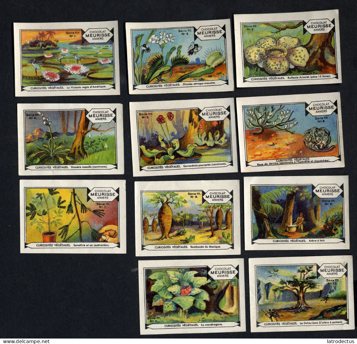Meurisse - Ca 1930 - 111 - Curiosités Végétales, Strange Plants - Serie (no 10 Missing) - Autres & Non Classés