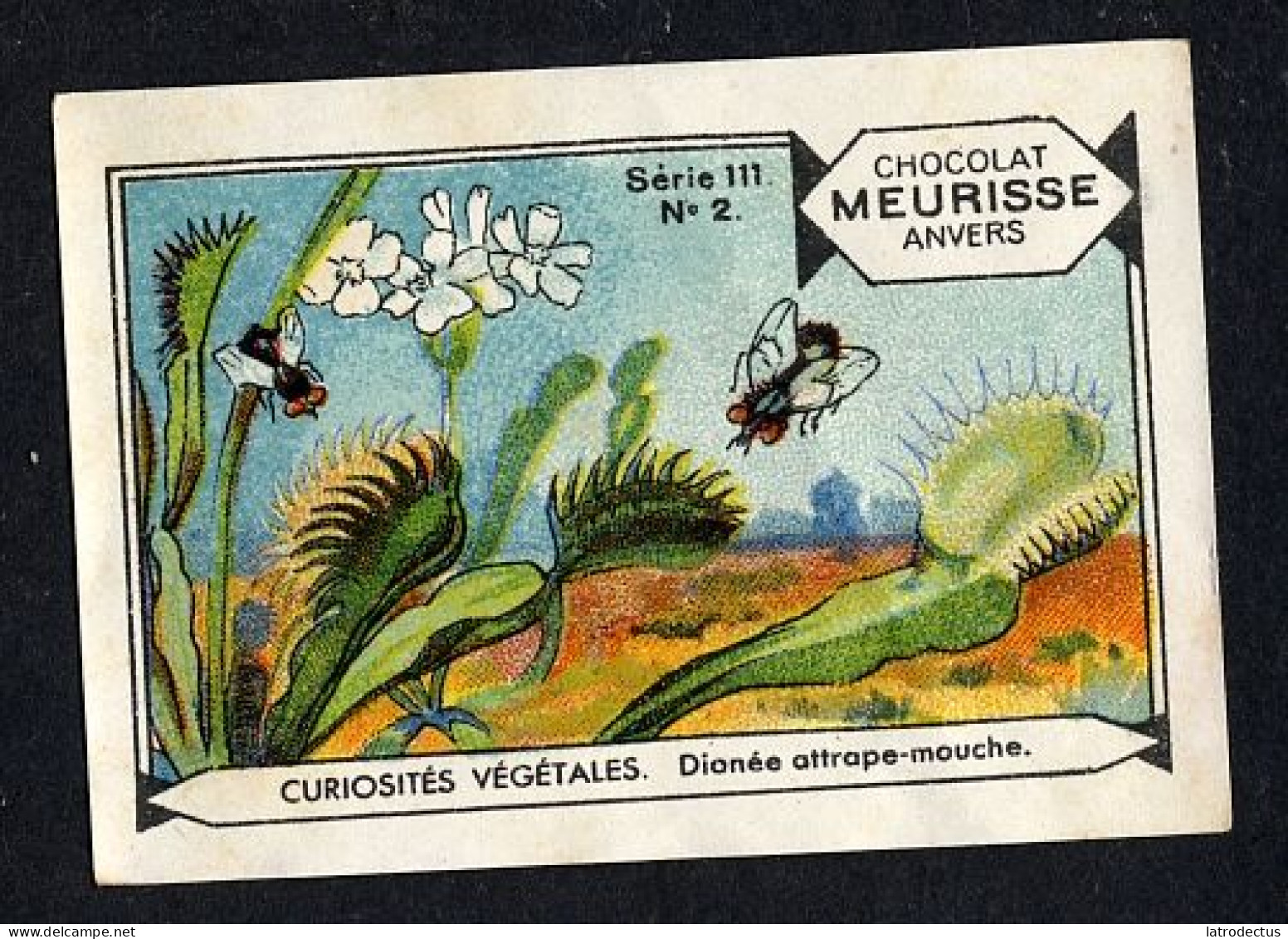 Meurisse - Ca 1930 - 111 - Curiosités Végétales, Strange Plants - 2 - Dionée Attrape-mouche - Other & Unclassified