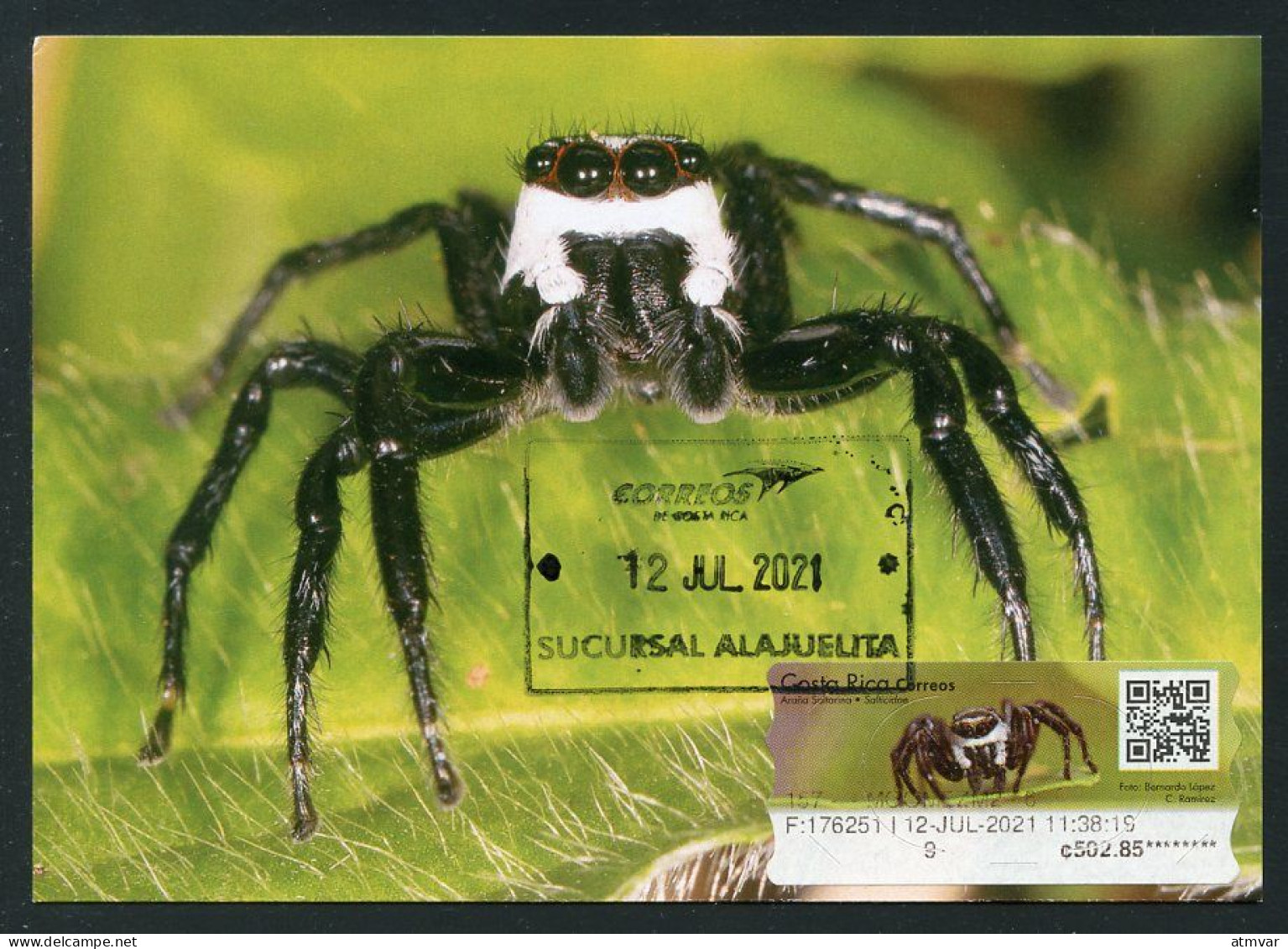 COSTA RICA (2021) Carte Maximum Card ATM - Araña Saltarina (Salticidae) - Jumping Spider, Phiale Formosa, Araignée - Costa Rica