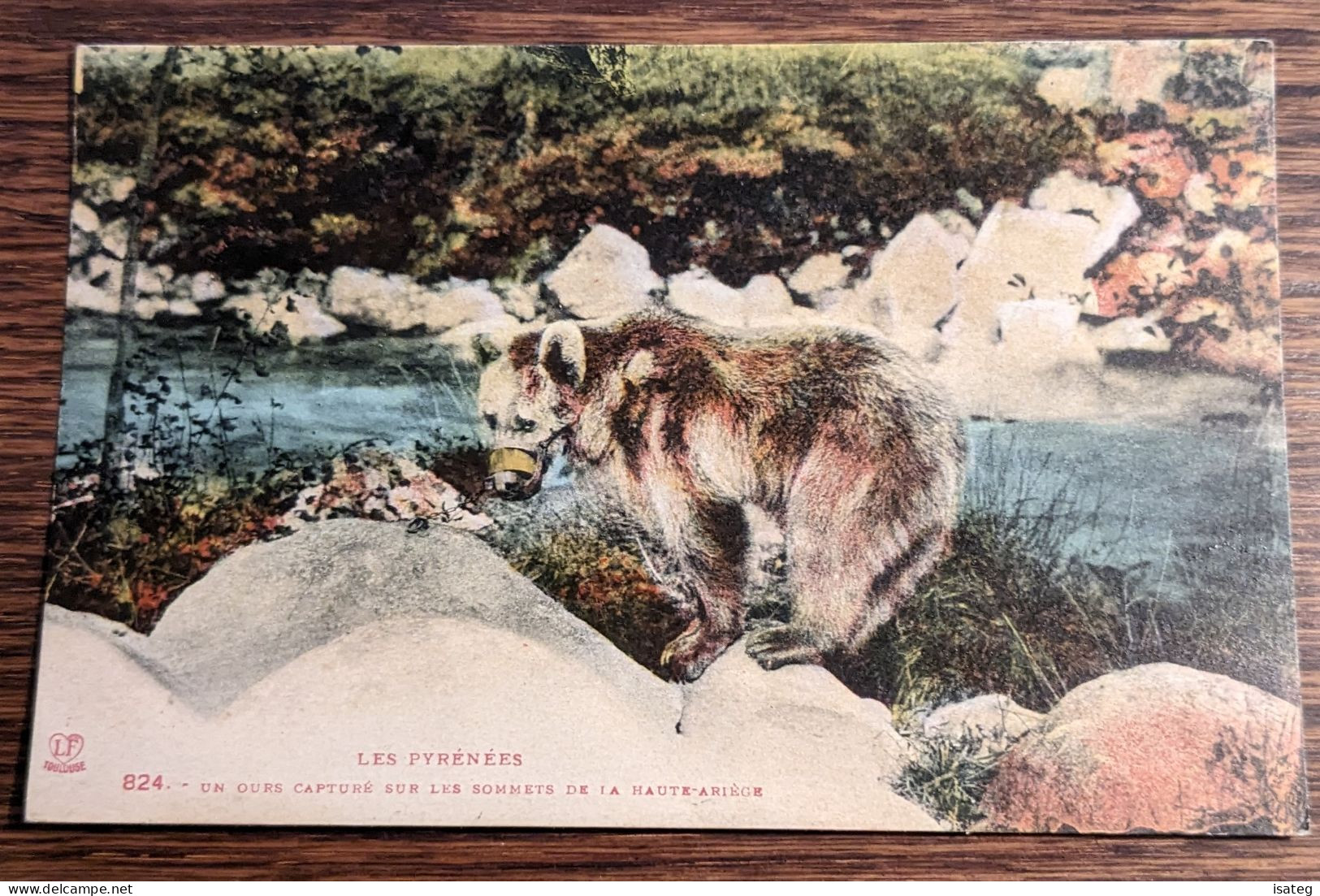 Carte Postale Ancienne Colorisée : Les Pyrénées - Un Ours Capturé Sur Les Sommets De La Haute-Ariège - Unclassified