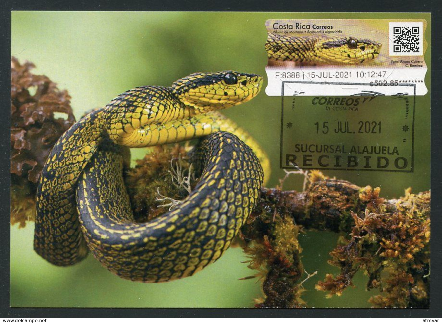 COSTA RICA (2021) Carte Maximum Card ATM - Víbora Montaña (Bothriechis Nigroviridis) Speckled Palm Viper Serpiente Snake - Costa Rica