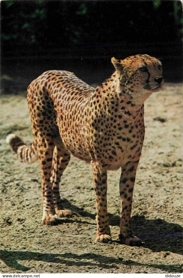 Animaux - Fauves - Guépard - Cheetah Of Jachtluipaard - Diergaarde Blijdorp - Rotterdam - Cheetah - CPM - Voir Scans Rec - Autres & Non Classés