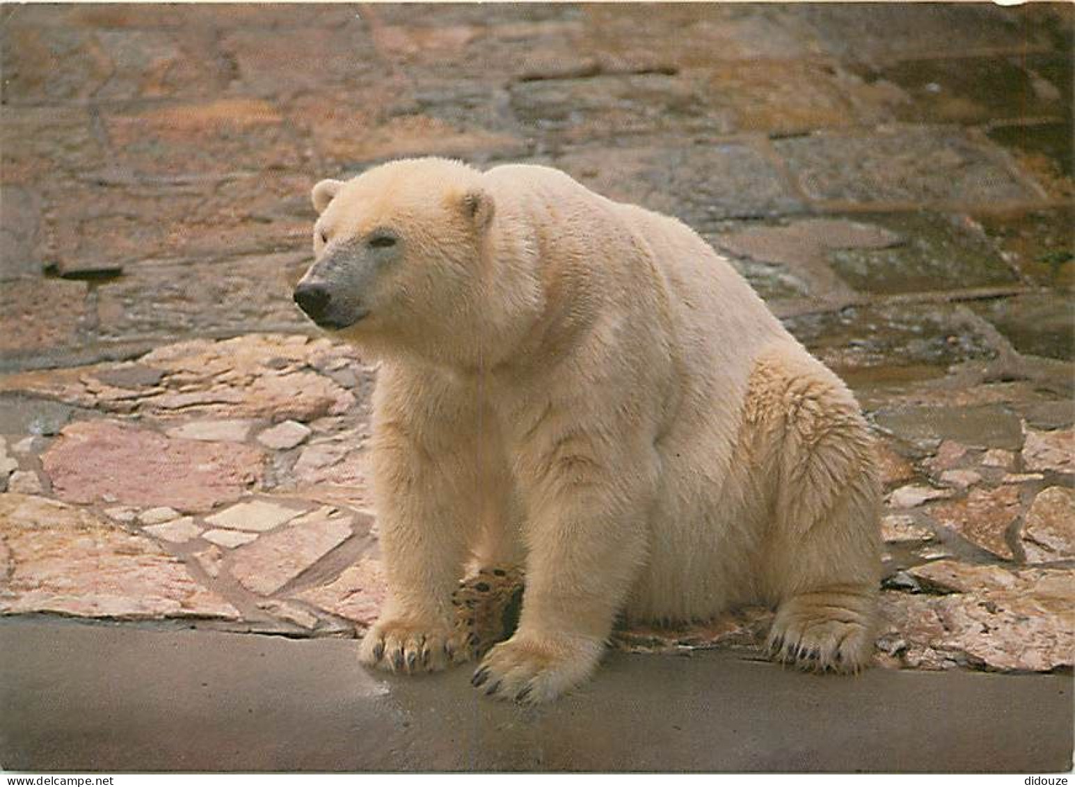 Animaux - Ours - Zoo Wroclaw - Niedzwiedz Polarny - Ours Polaire - Zoo - Bear - CPM - Carte Neuve - Voir Scans Recto-Ver - Osos