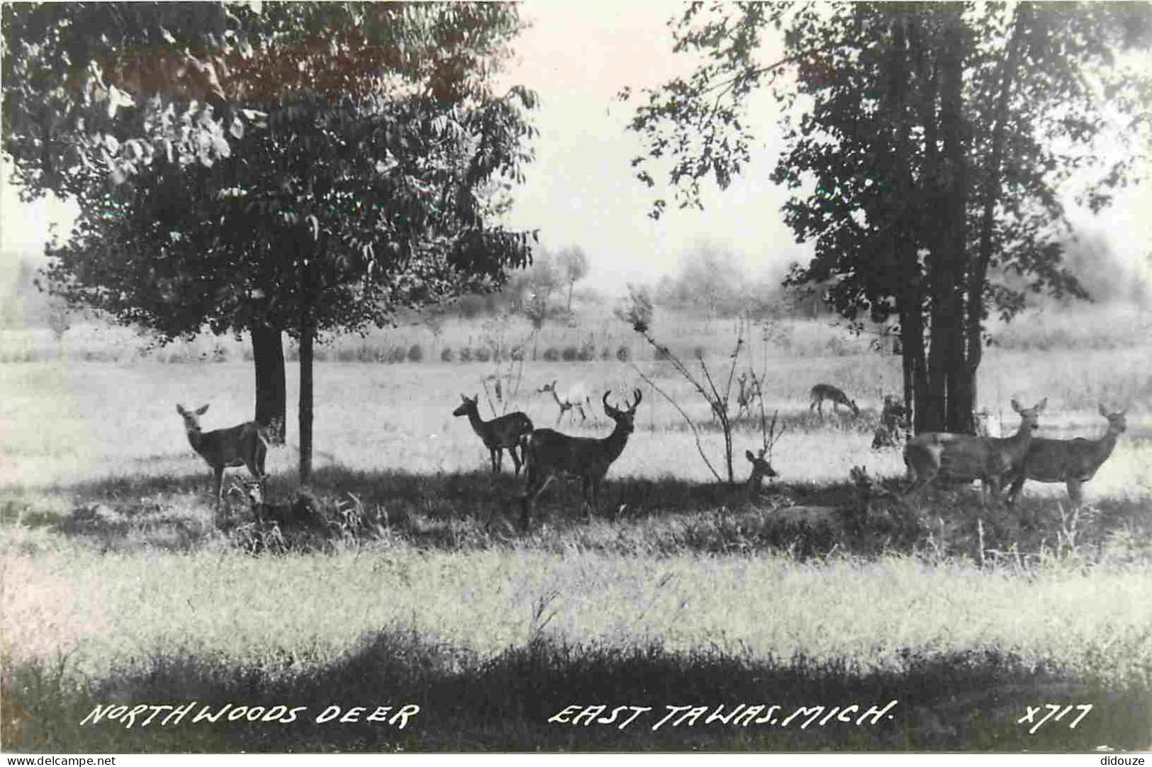 Animaux - Cervidés - Etats Unis - United States - USA - Michigan - East Tawas - NorthWoods Deer - CPSM Format CPA - Voir - Autres & Non Classés