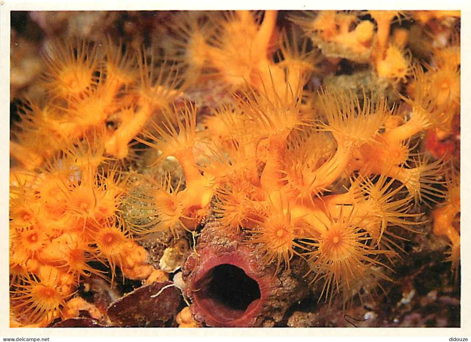 Animaux - Poissons - Aquarium De La Rochelle - 6 - Zoanthes (Méditerranée) - Carte Neuve - CPM - Voir Scans Recto-Verso - Vissen & Schaaldieren