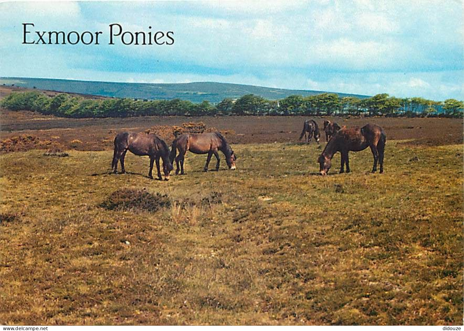 Animaux - Chevaux - Royaume-Uni - Exmoor Ponies - Poneys - Carte Neuve - CPM - UK - Voir Scans Recto-Verso - Pferde