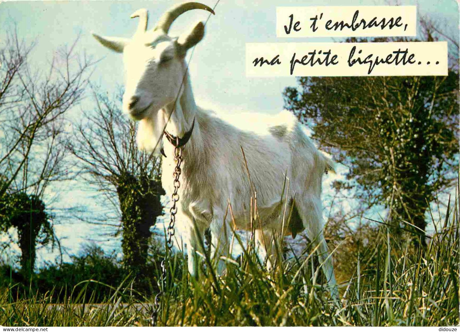 Animaux - Chèvres - Carte à Message Humoristique - CPM - Voir Scans Recto-Verso - Otros & Sin Clasificación