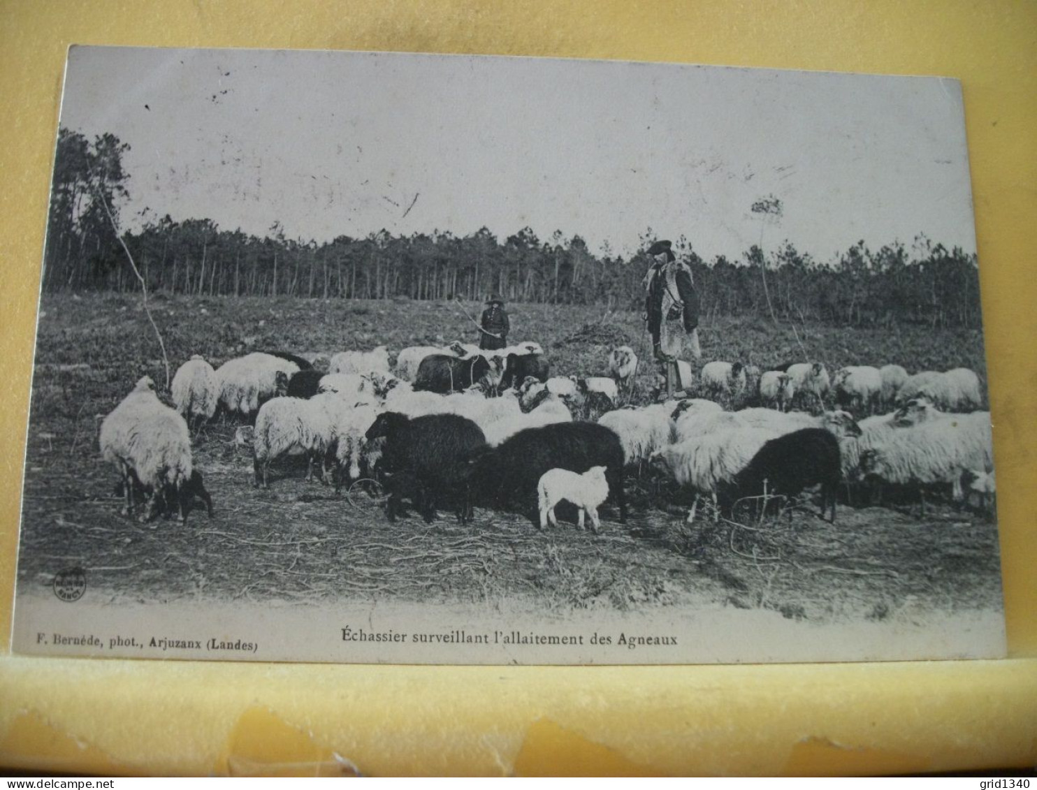 40 3725 LOT N° 5  DE 15 CPA DIFFERENTES SUR  LES BERGERS ET MOUTONS DANS LES LANDES - Elevage