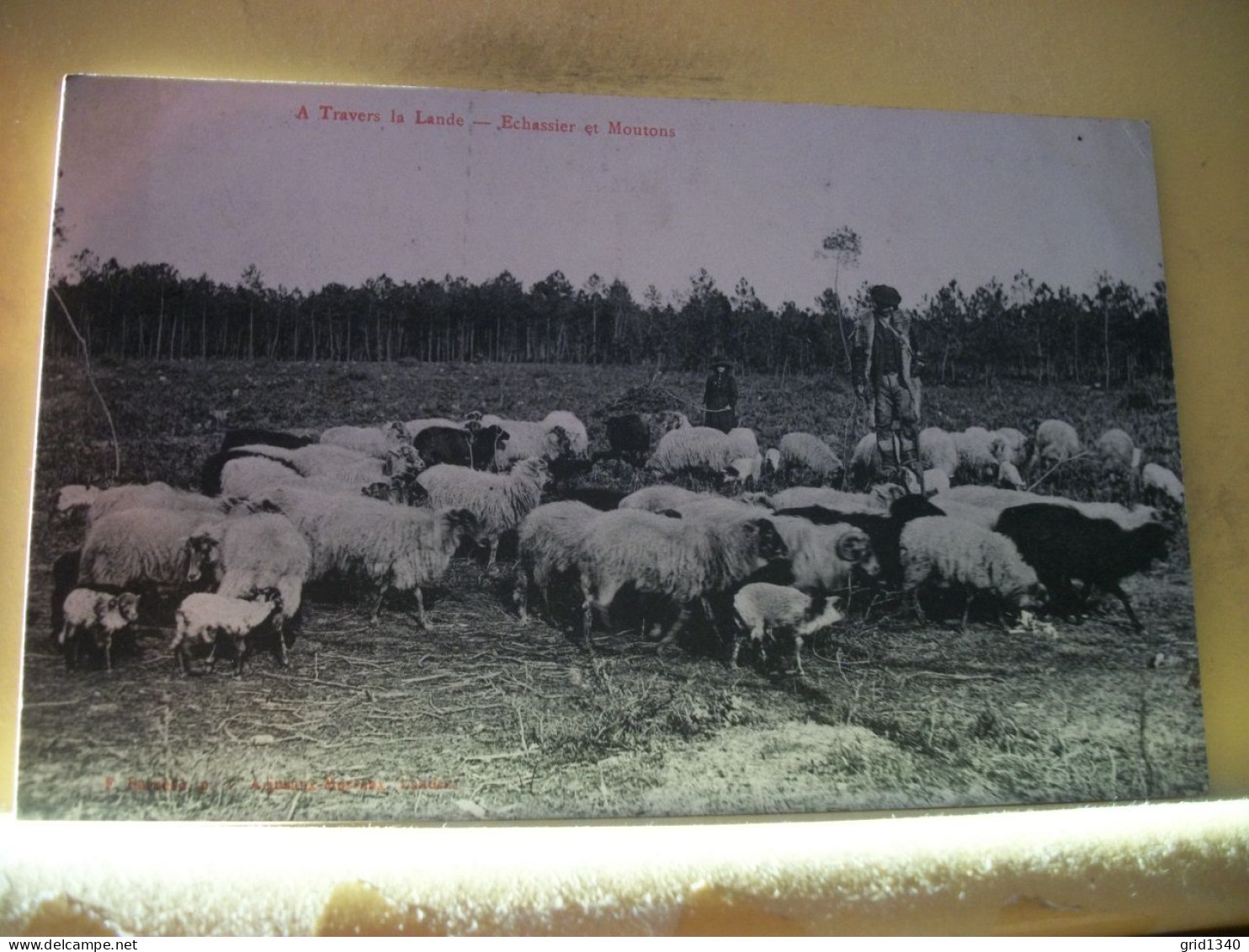 40 4492 LOT N° 4  DE 15 CPA DIFFERENTES SUR  LES BERGERS ET MOUTONS DANS LES LANDES