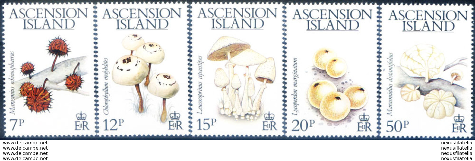 Funghi 1983. - Ascension (Ile De L')