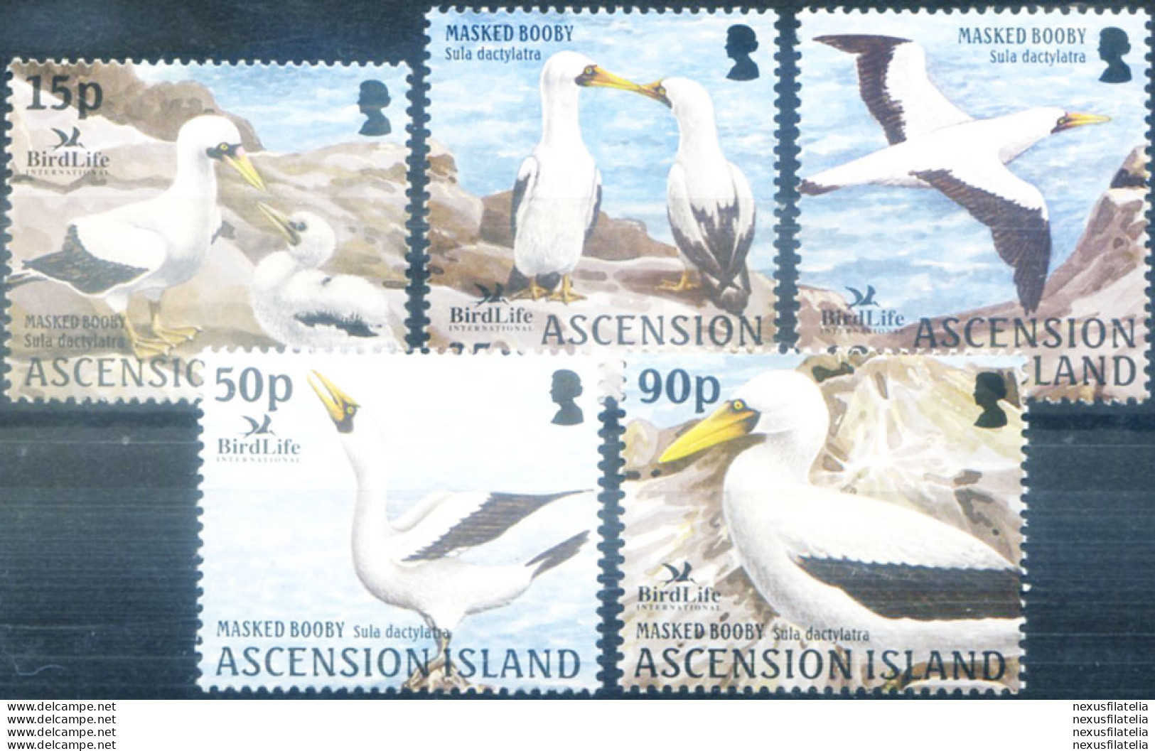 Fauna. Sula 2004. - Ascension (Ile De L')
