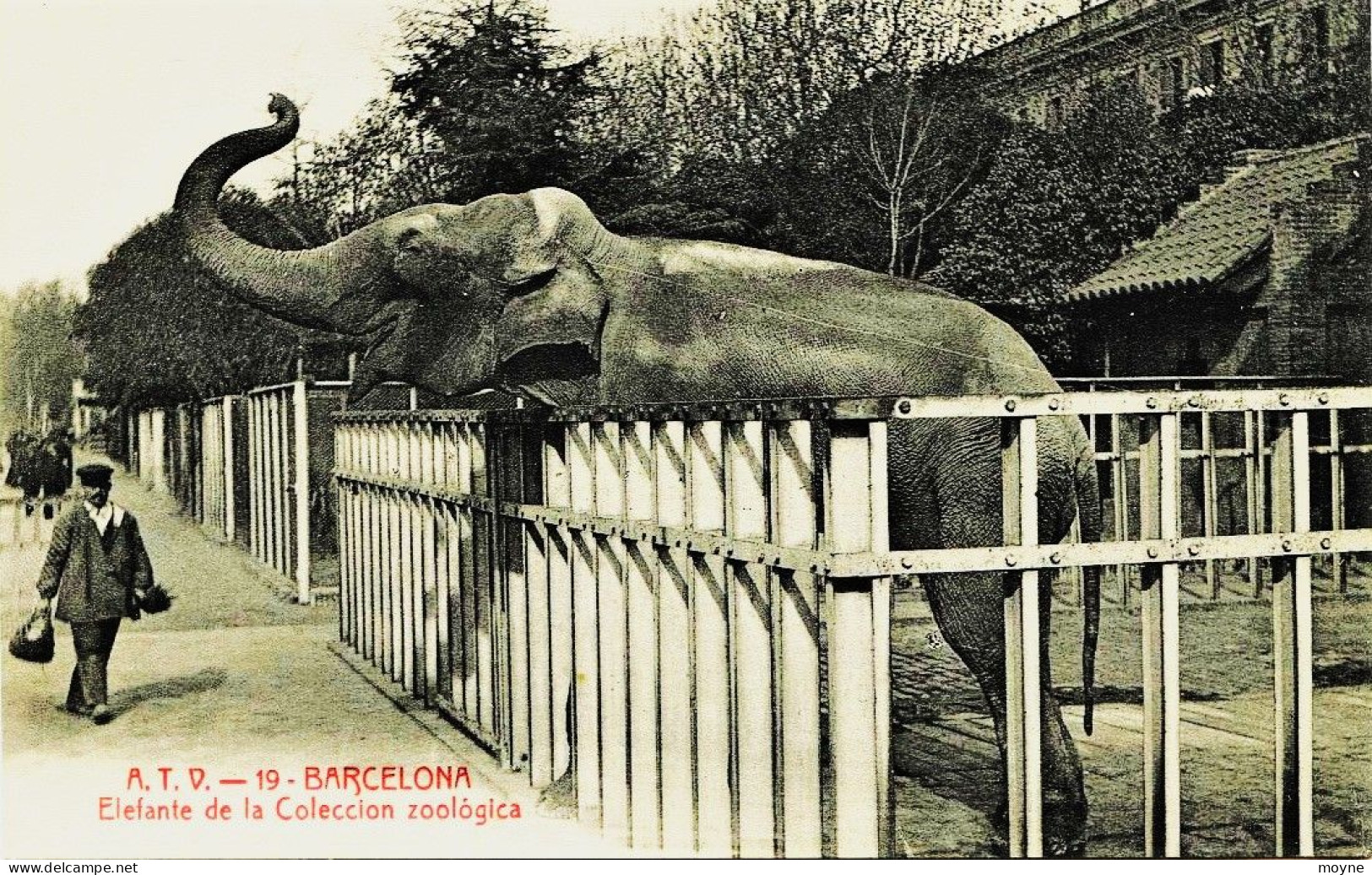 2121 - Espagne /    BARCELONE  : Eléphante De La Coleccion Zoologica - Barcelona