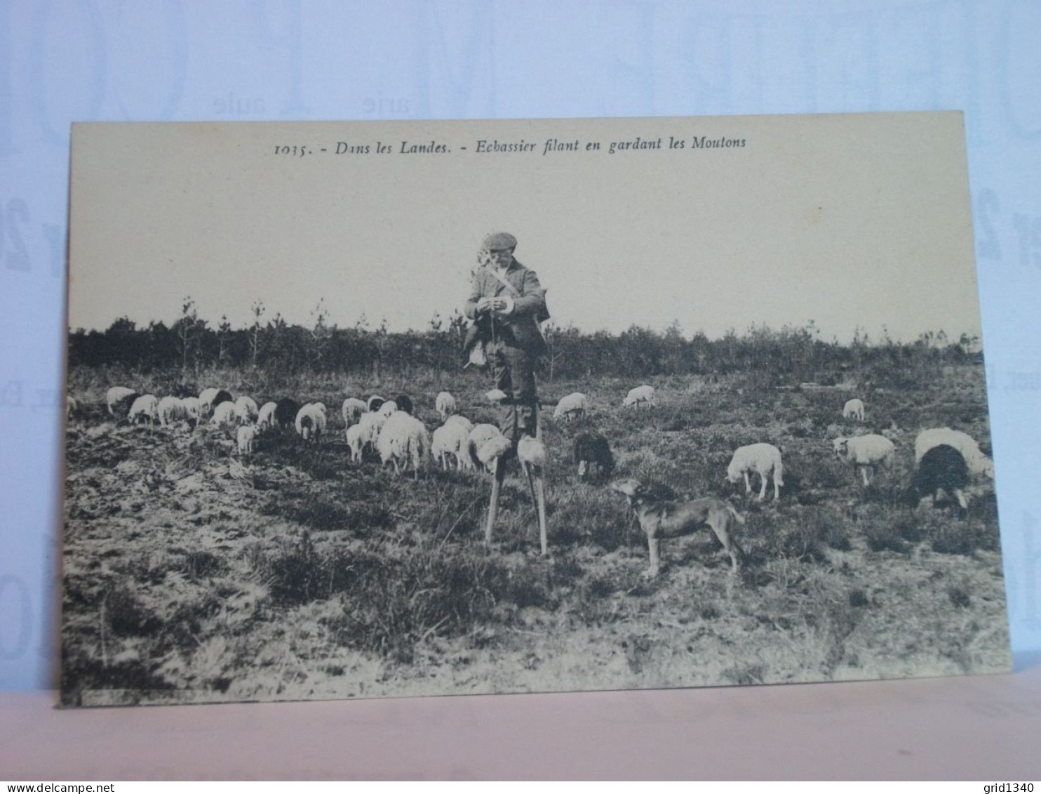 40 3618 LOT N° 3 DE 15 CPA DIFFERENTES SUR  LES BERGERS ET MOUTONS DANS LES LANDES