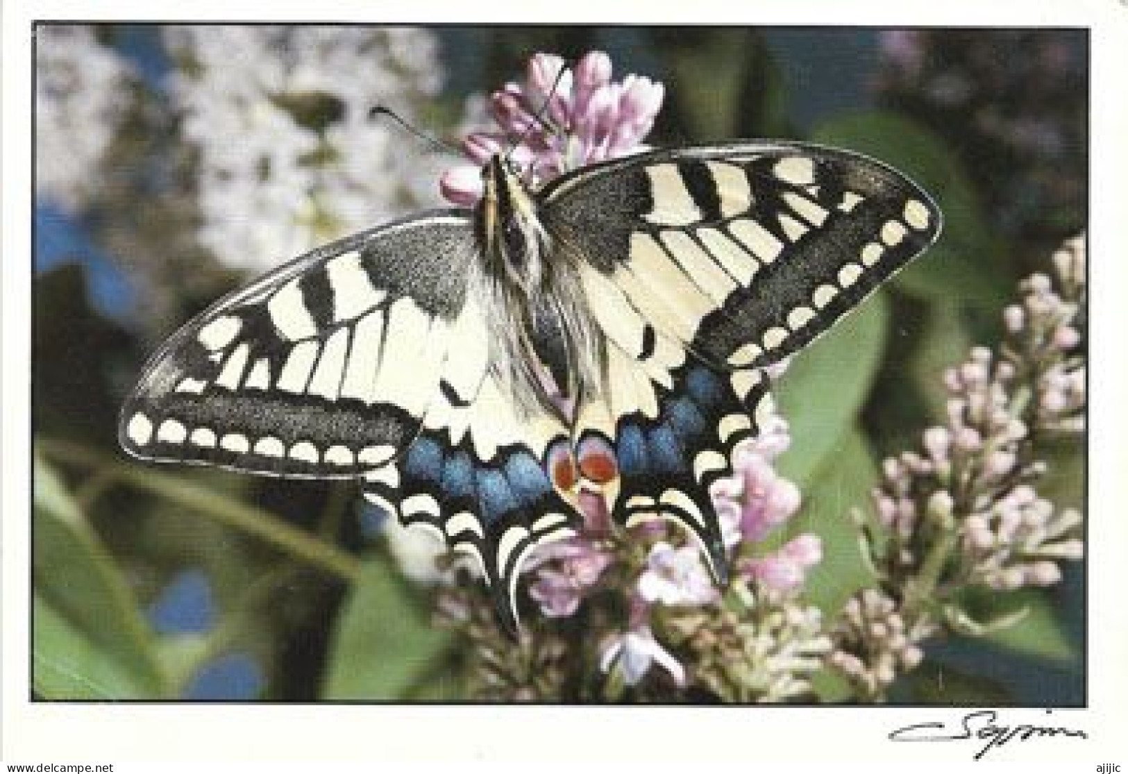 Papillon Machaon  (swallowtail) Postcard (new-unused) - Insects