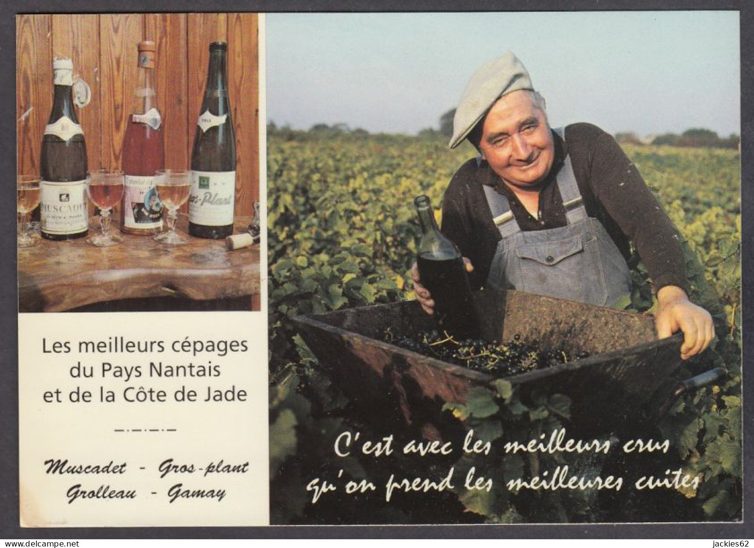 128612/ Les Meilleurs Cépages Du Pays Nantais Et De La Côte De Jade - Vignes