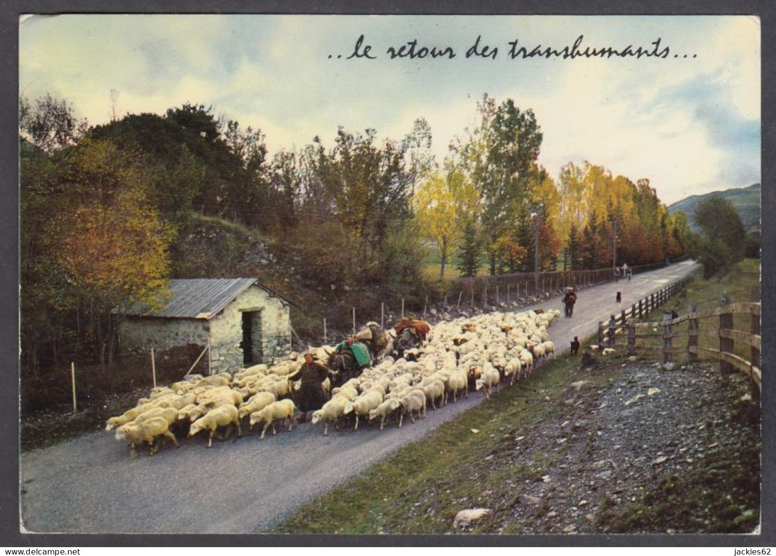 128611/ Moutons, Le Retour Des Transhumants - Viehzucht