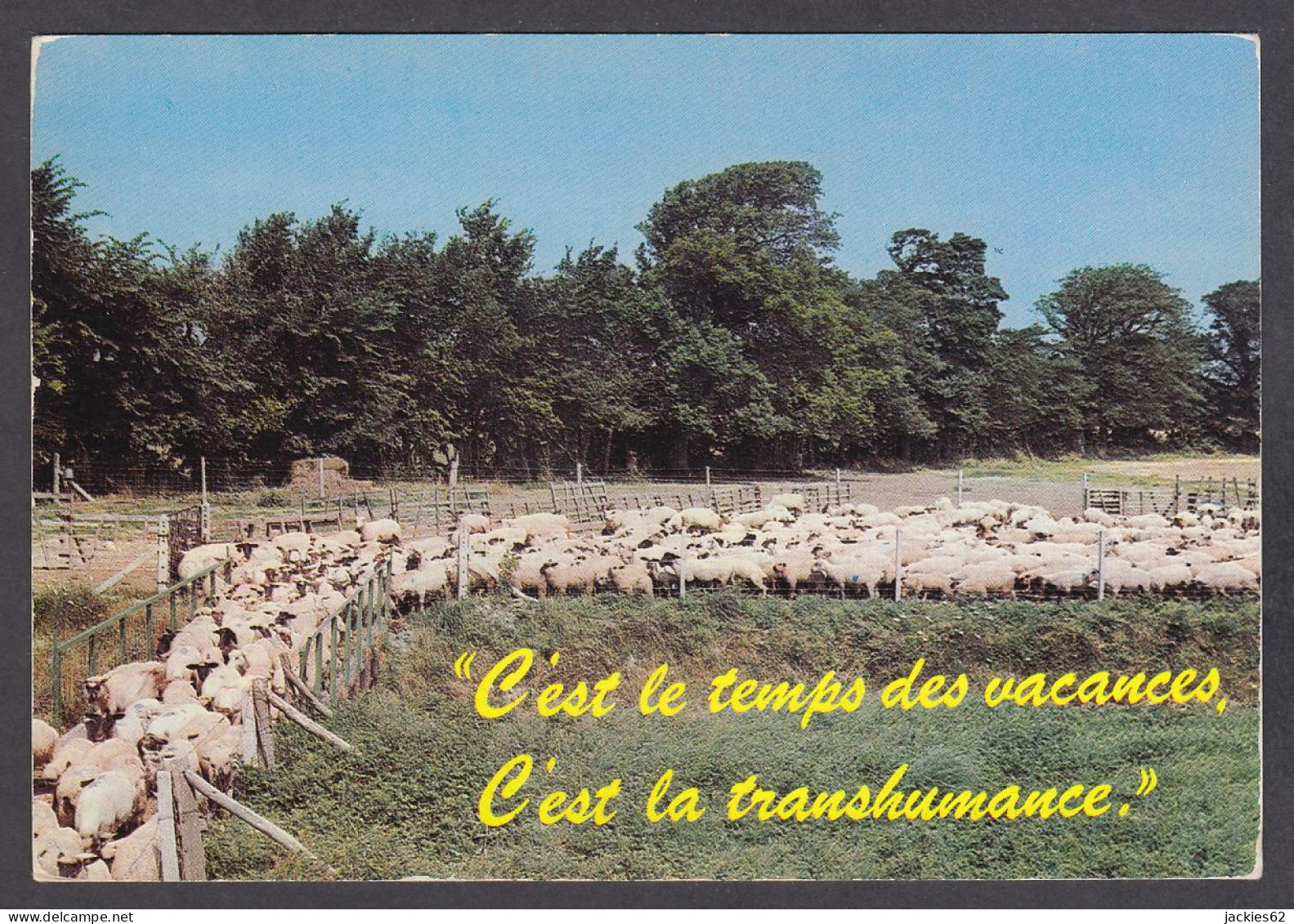 116683/ Moutons, Départ De La Bergerie - Elevage