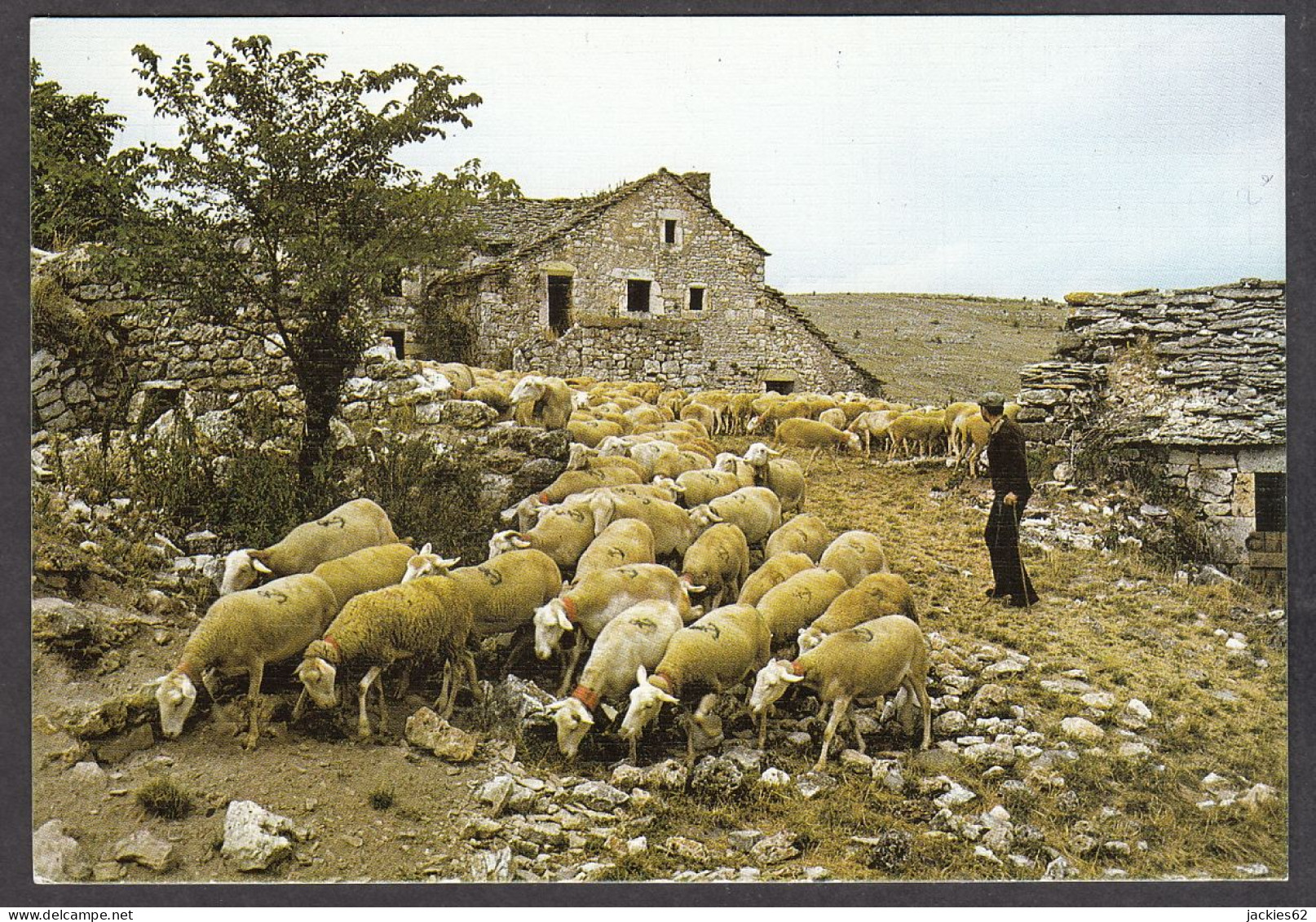 116449/ Moutons, Départ De La Bergerie - Elevage