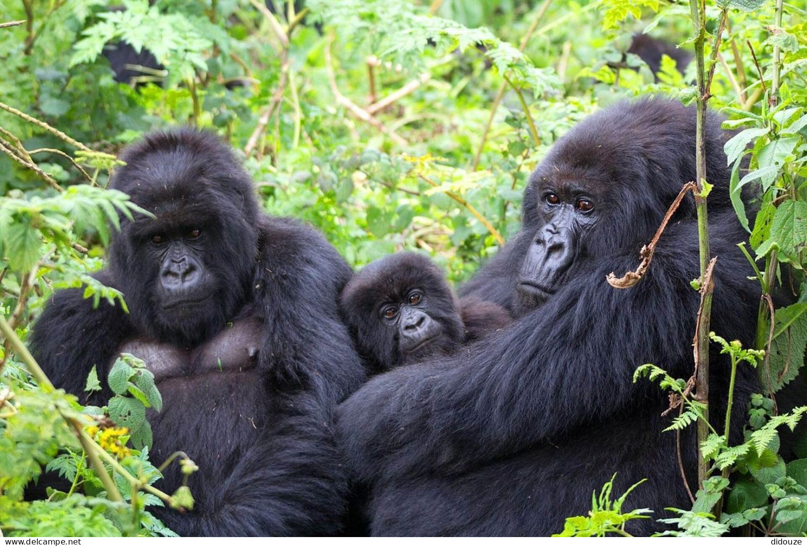 Rwanda - Volcanoes National Park - Gorilles - Parc Des Volcans - Zoo - CPM - Carte Neuve - Voir Scans Recto-Verso - Rwanda
