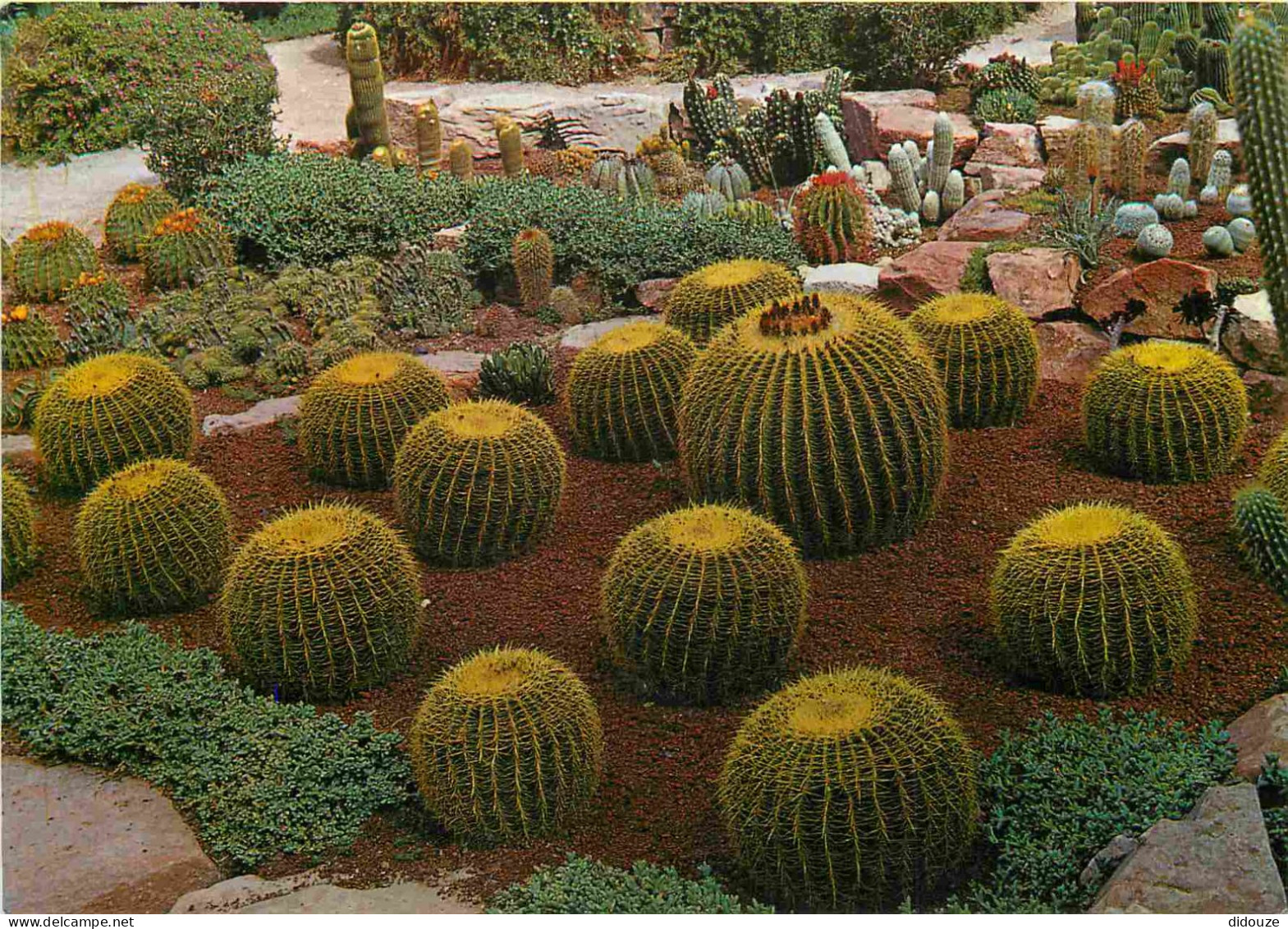 Fleurs - Plantes - Cactus - Isle Canarias - Echinocactus-Ejemplares - Coussin De Belle-mère - Espagne - Espana - CPM - V - Sukkulenten