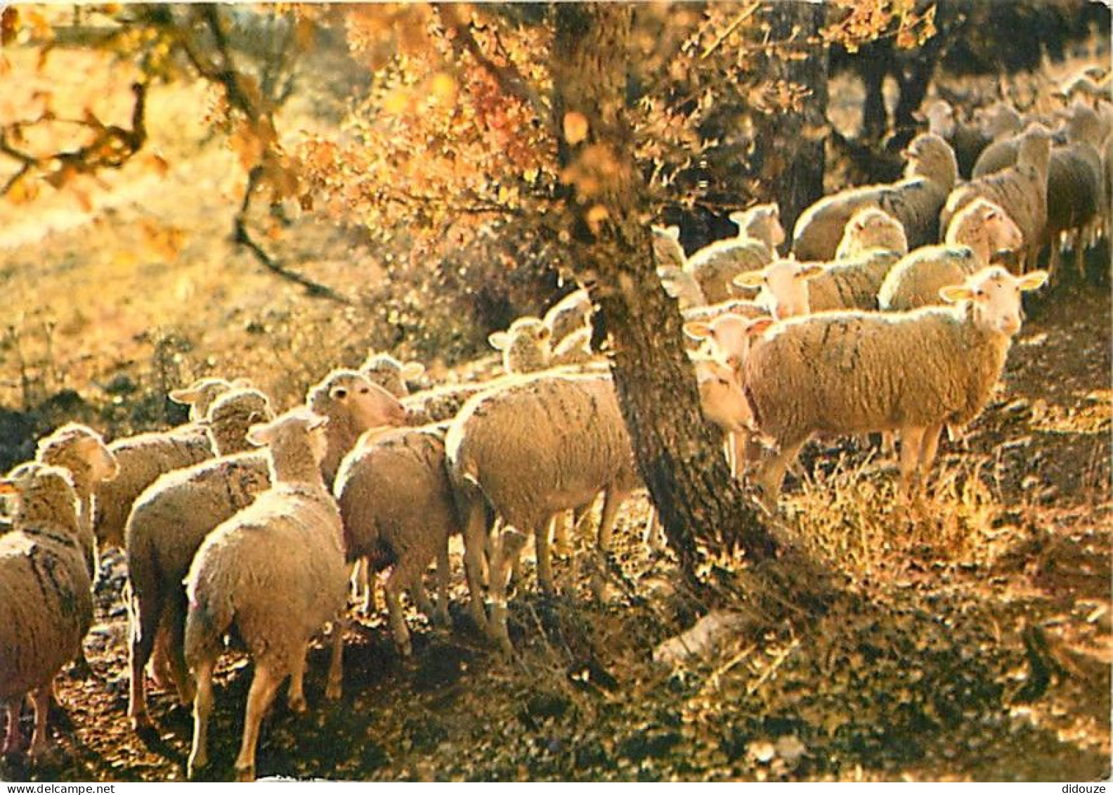 Animaux - Moutons - Troupeau De Moutons - CPM - Voir Scans Recto-Verso - Autres & Non Classés
