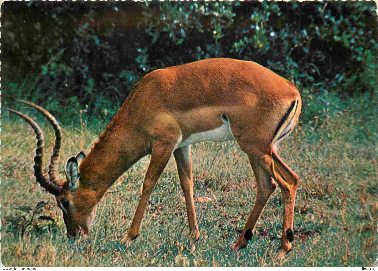 Animaux - Impala - Fauves De L'Afrique Orientale - Carte Dentelée - CPSM Grand Format - Carte Neuve - Voir Scans Recto-V - Other & Unclassified