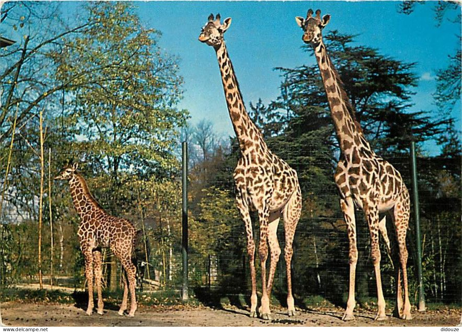 Animaux - Girafes - Suisse - Bale - Zoologischer Garten Basel - Giraffen - CPM - Voir Scans Recto-Verso - Giraffes