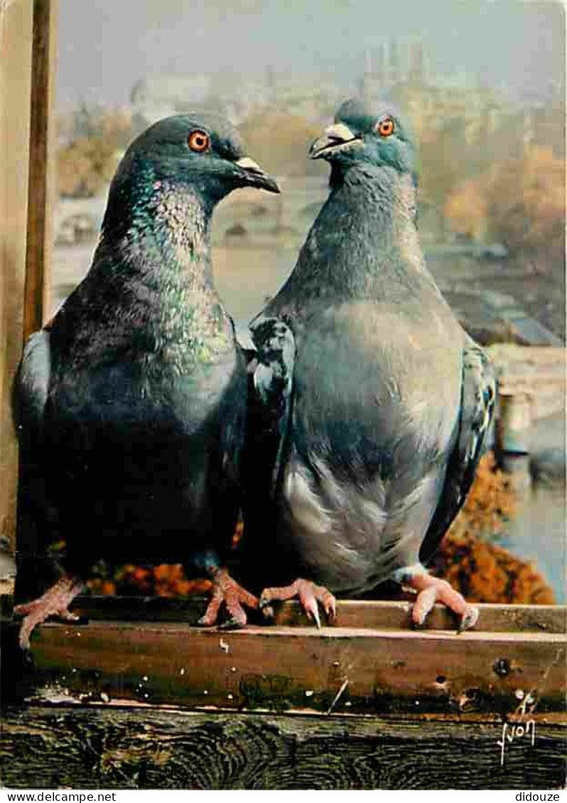 Animaux - Oiseaux - Les Animaux De Jean Lourane - 36 - Les Pigeons - CPM - Voir Scans Recto-Verso - Birds