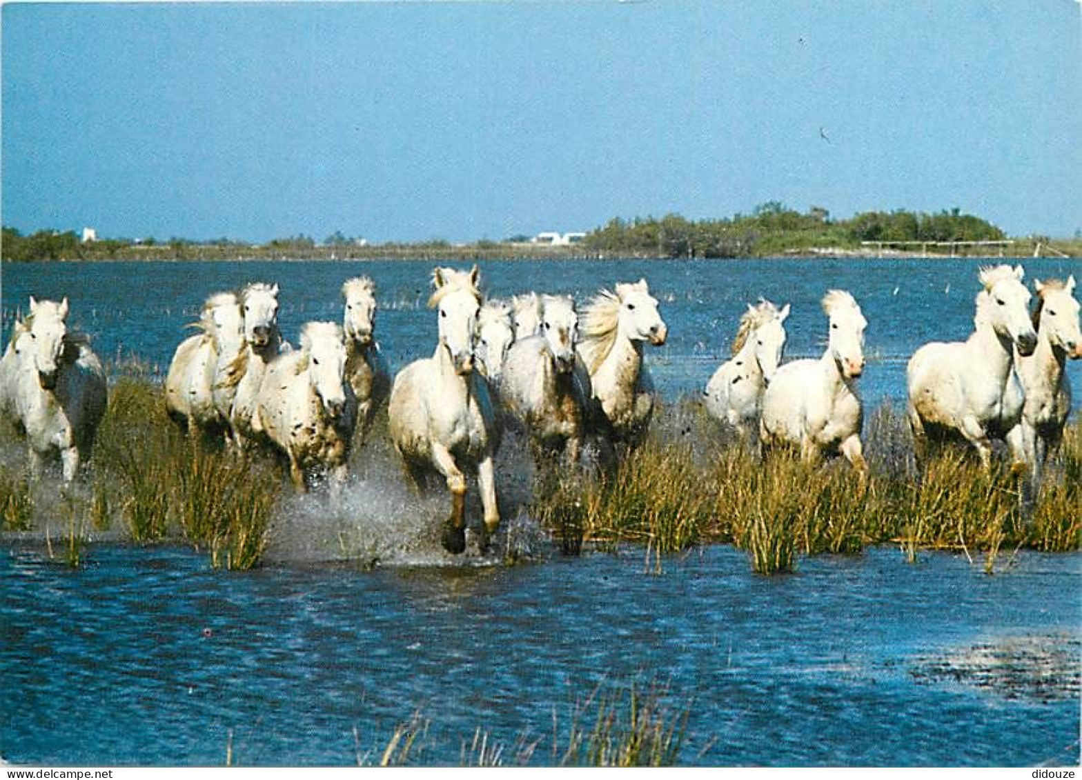 Animaux - Chevaux - Camargue - Chevaux Dans Les Marais - Carte Neuve - CPM - Voir Scans Recto-Verso - Horses