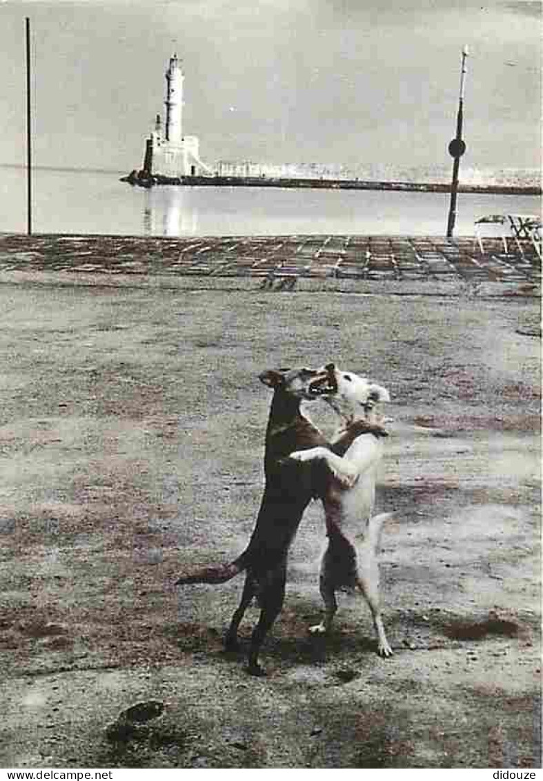 Animaux - Chiens - CPM - Voir Scans Recto-Verso - Dogs