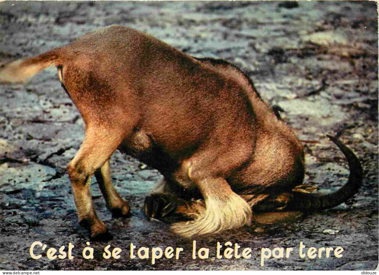 Animaux - Chèvres - Carte à Message Humoristique - CPM - Voir Scans Recto-Verso - Autres & Non Classés