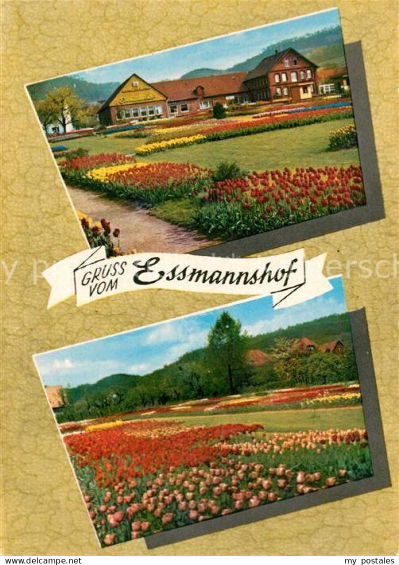 73172920 Deckbergen Essmannshof Tulpen Deckbergen - Rinteln