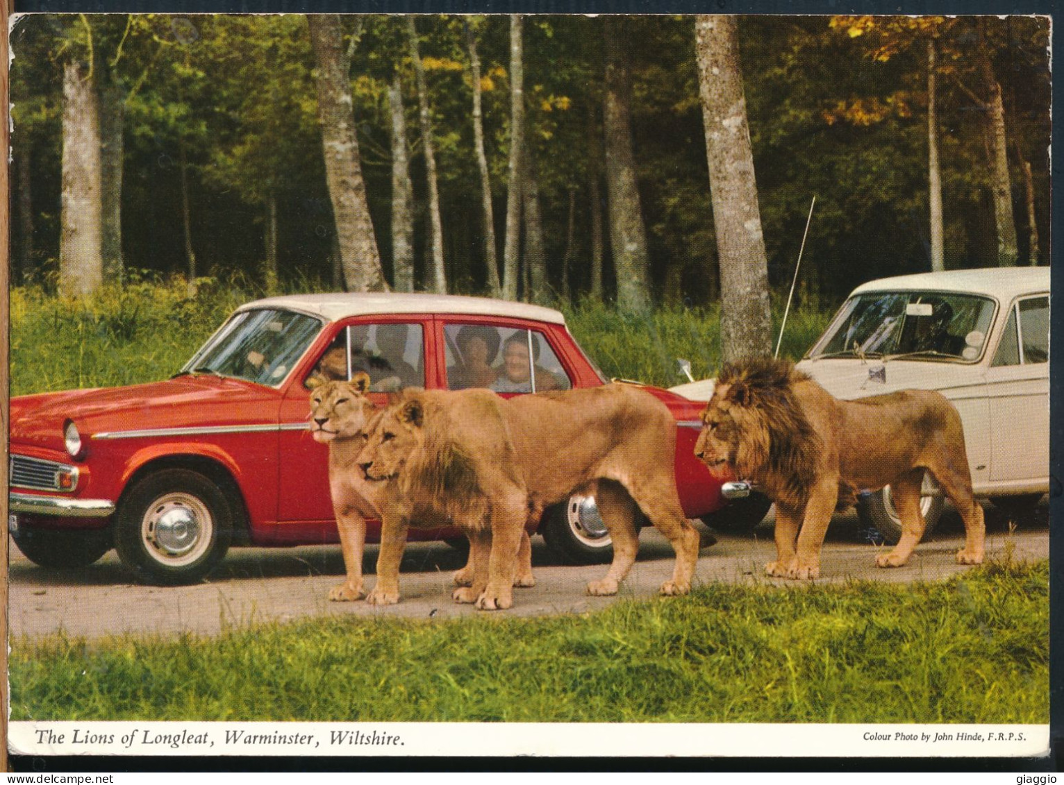 °°° 30913 - UK - THE LIONS OF LONGLEAT , WARMINSTER - 1968 With Stamps °°° - Autres & Non Classés