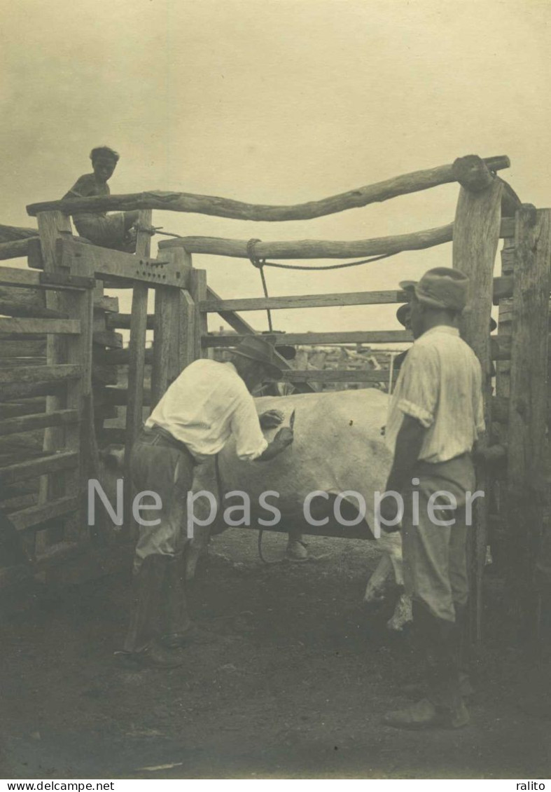 SOINS VETERINAIRES Vers 1900 Vache Boeuf 2 Photos 16 X 11 Cm - Other & Unclassified