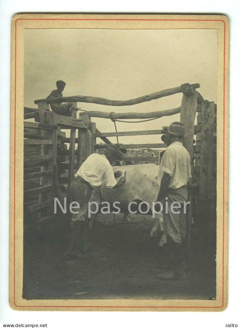 SOINS VETERINAIRES Vers 1900 Vache Boeuf 2 Photos 16 X 11 Cm - Autres & Non Classés