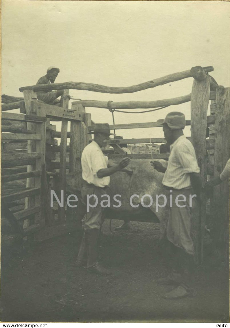 SOINS VETERINAIRES Vers 1900 Vache Boeuf 2 Photos 16 X 11 Cm - Autres & Non Classés