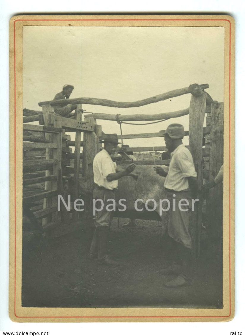 SOINS VETERINAIRES Vers 1900 Vache Boeuf 2 Photos 16 X 11 Cm - Autres & Non Classés