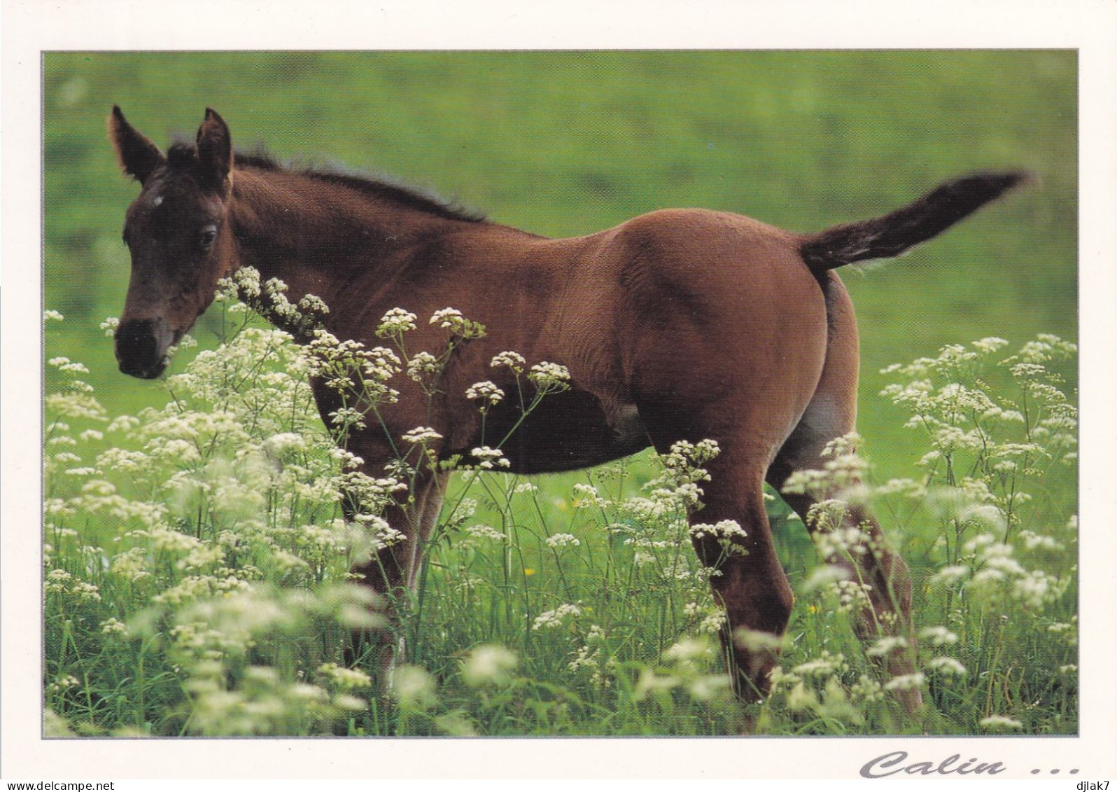 Un Cheval - Pferde