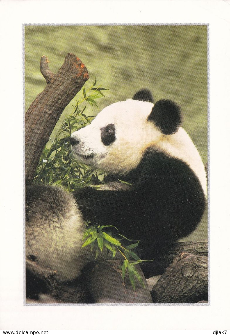 Le Grand Panda - Autres & Non Classés
