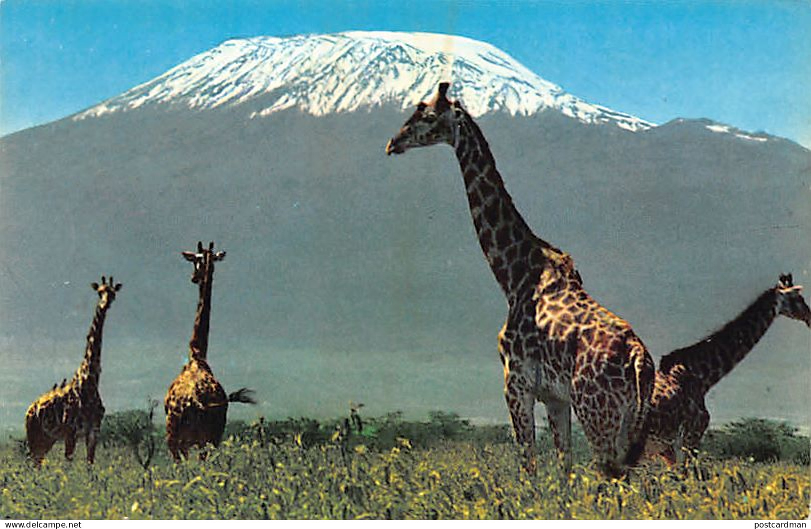 Tanganyika - African Wild Life - Giraffe Against Mt. Kilimanjaro - Publ. Sapra Studio 140 - Tanzanie