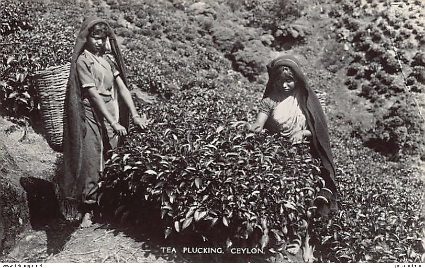 Sril Lanka - Tea Plucking - REAL PHOTO - Publ. Plâté & Co. 62 - Sri Lanka (Ceylon)