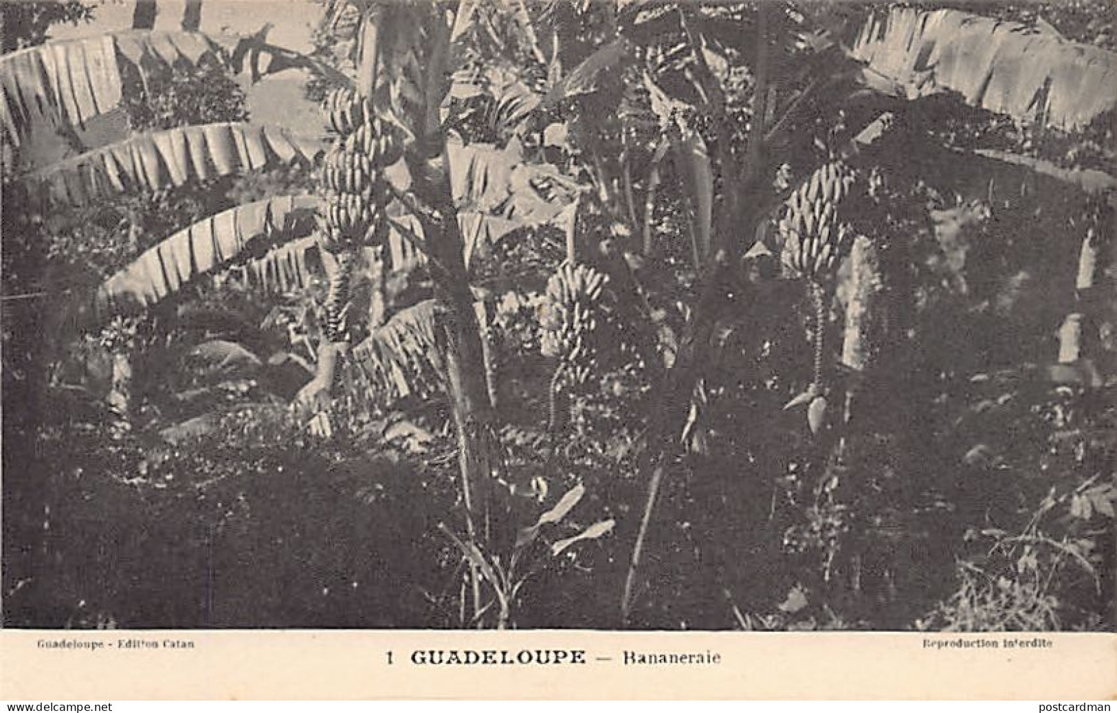 Guadeloupe - Bananeraie - Ed. Catan 1 - Autres & Non Classés
