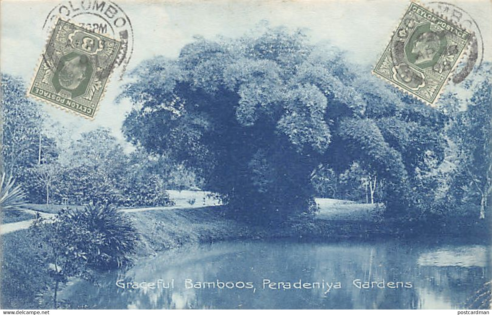 Sri Lanka - Graceful Bamboos, Peradeniya Gardens - Publ. The Colombo Apothecaries Co. Ltd.  - Sri Lanka (Ceylon)