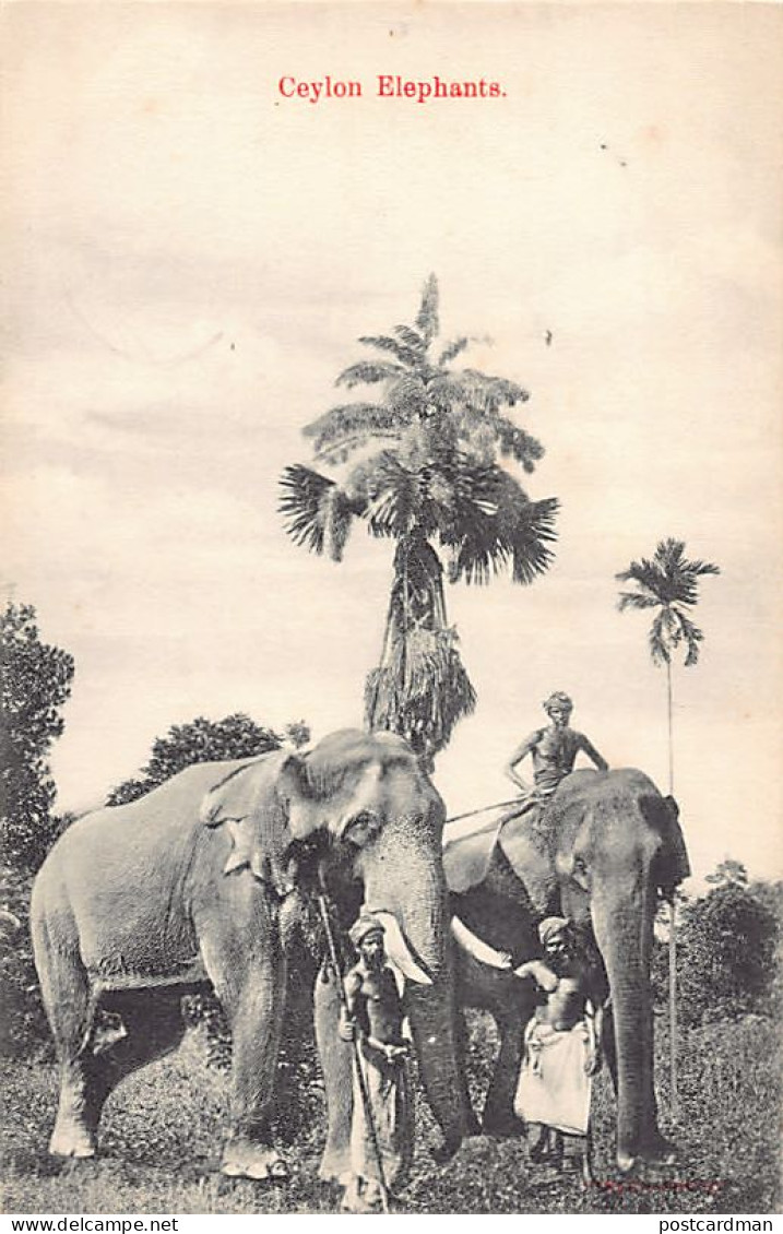 Sri Lanka - Ceylon Elephants - Publ. Skeen Photo  - Sri Lanka (Ceylon)