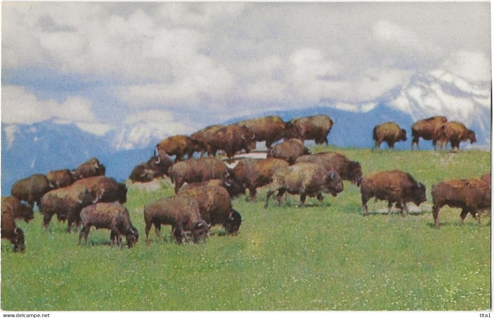 75 - American Bison - Other & Unclassified