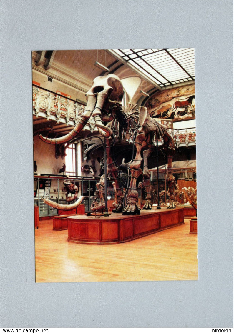 Muséum National D'Histoire Naturelle (75) - Le Mammouth Du Sud - Musées